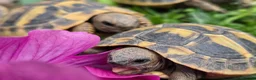 Hermann Tortoise reptiles for sale: Hermanns tortoises. 1 year old with article 10 - Advert 5