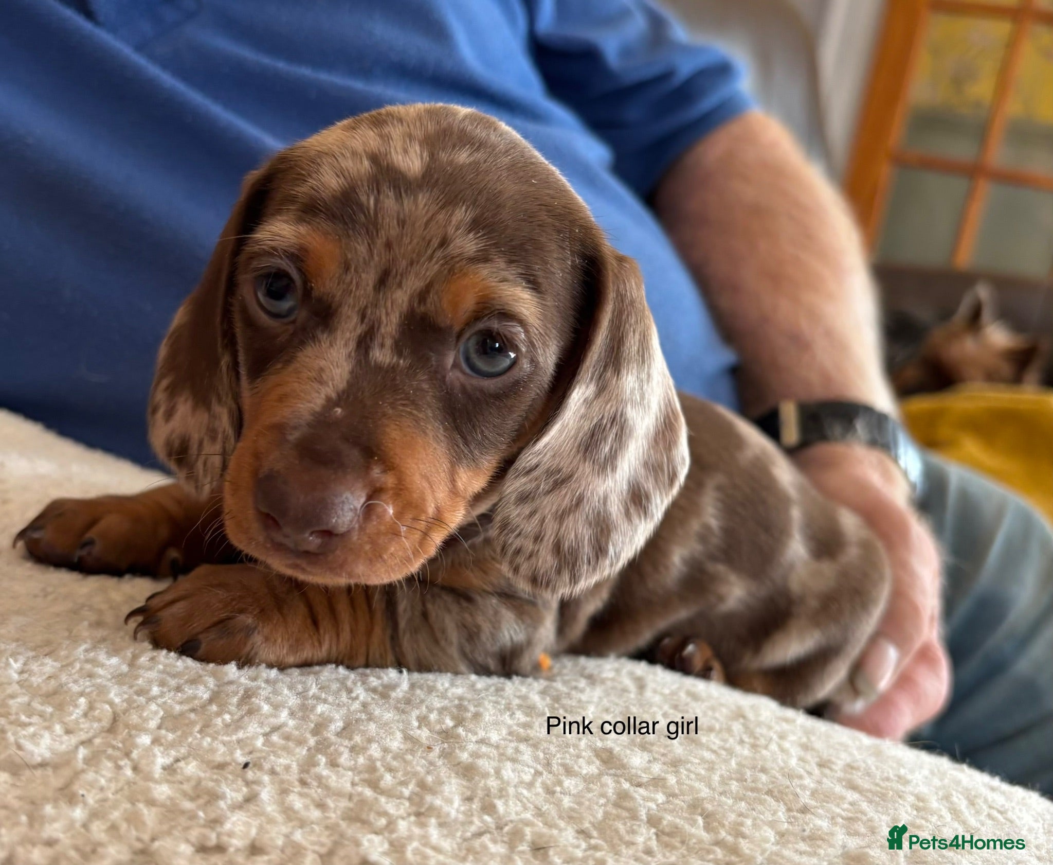 Miniature Dachshund dogs Gorgeous Litter of Miniature Dachshund Puppies - Advert 1