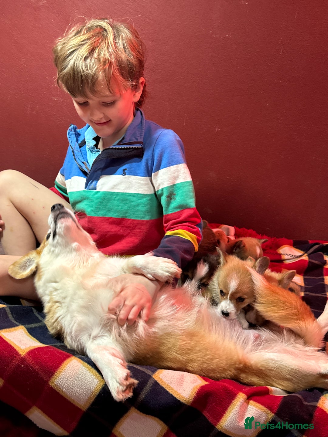 Welsh Corgi Pembroke dogs for sale: Champion bloodlines on both sides, great with kids - Advert 1