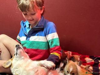 Welsh Corgi Pembroke dogs Champion bloodlines on both sides, great with kids - Advert 15