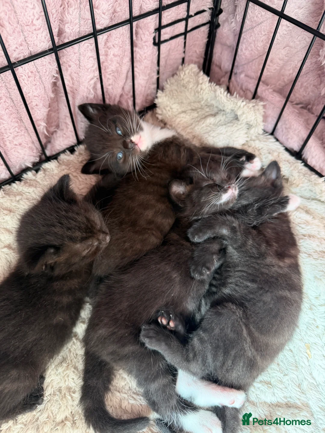 Mixed Breed cats for sale: 7 week old kittens for sale  - Advert 1