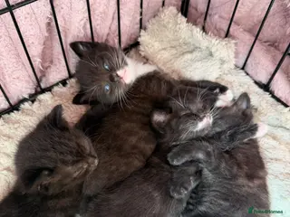 Mixed Breed cats 7 week old kittens for sale - Advert 1