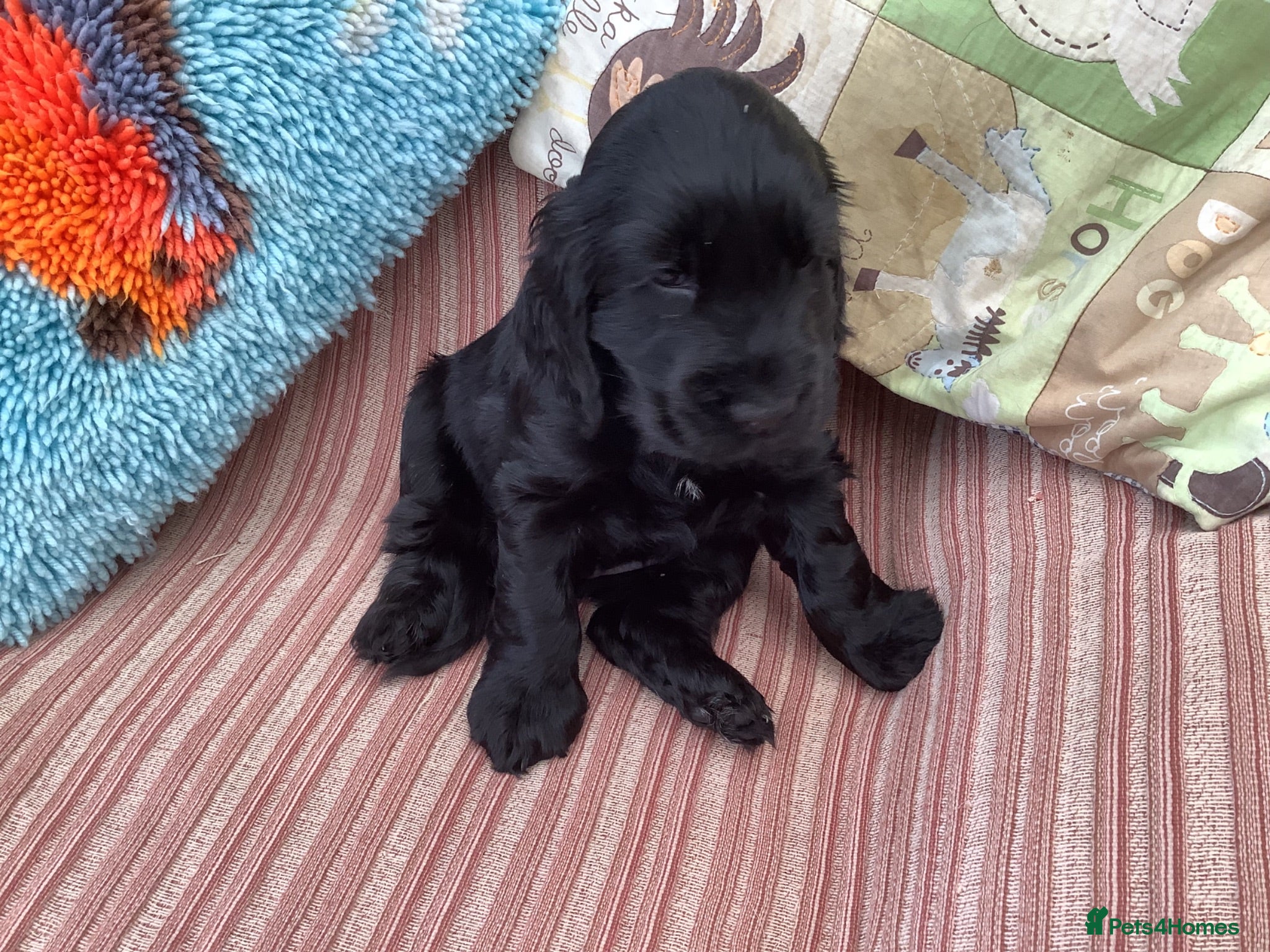 Cocker Spaniel dogs Show type cocker spaniels - Advert 2