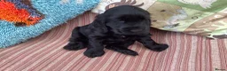 Cocker Spaniel dogs for sale: Show type cocker spaniels - Advert 1