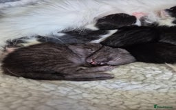 British Shorthair cats for sale: Male black kitten - Image 5
