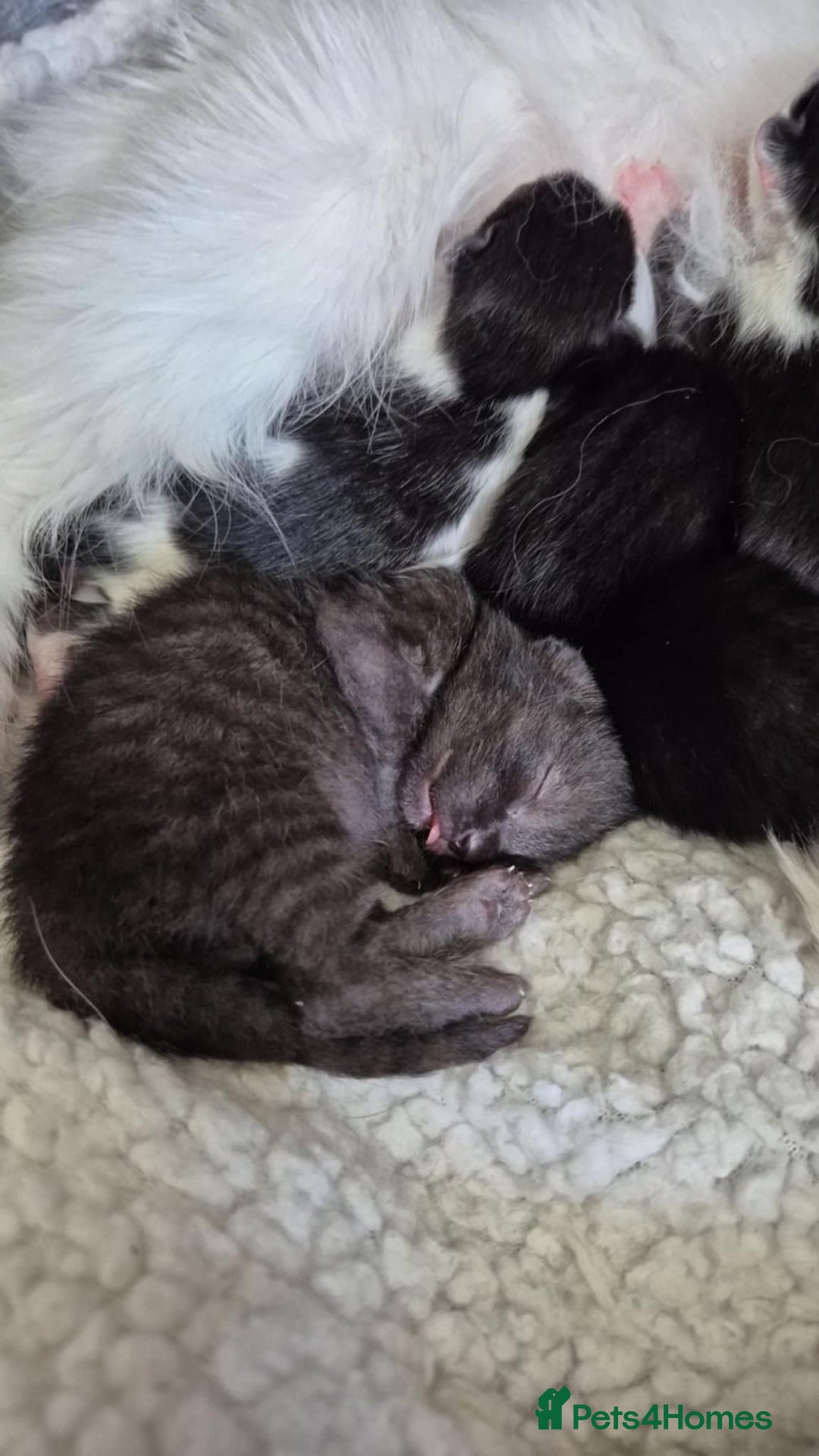 British Shorthair cats for sale: Male black kitten - Image 5