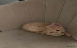 Domestic Shorthair cats for sale: Beige / Cream Marbled Kitten - Image 6
