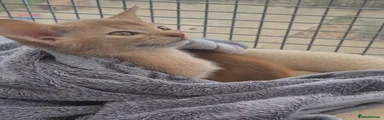Abyssinian Kitten 5 lilac