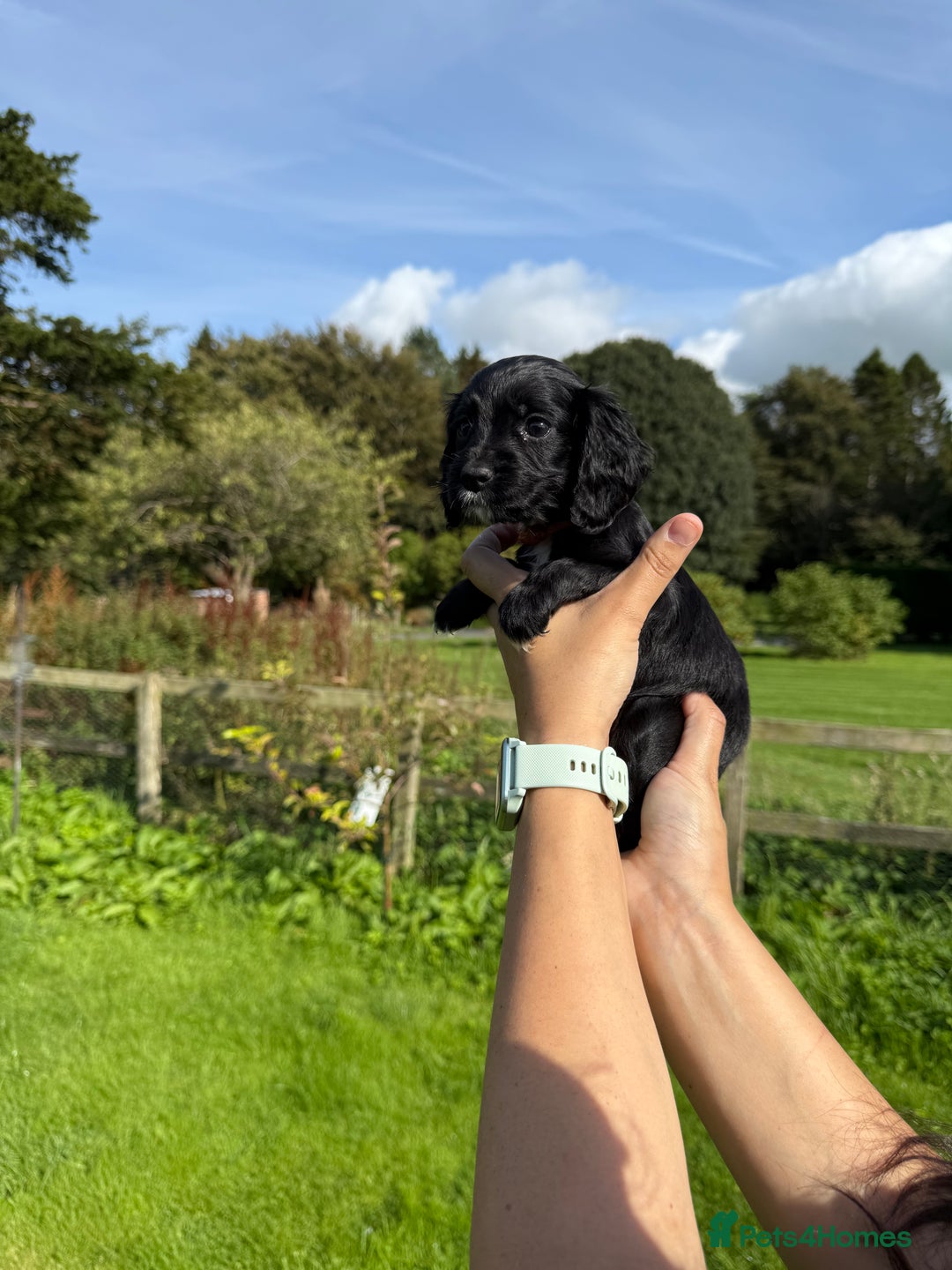 Cocker Spaniel dogs for sale: Ready now KC registered DNA clear  - Image 12