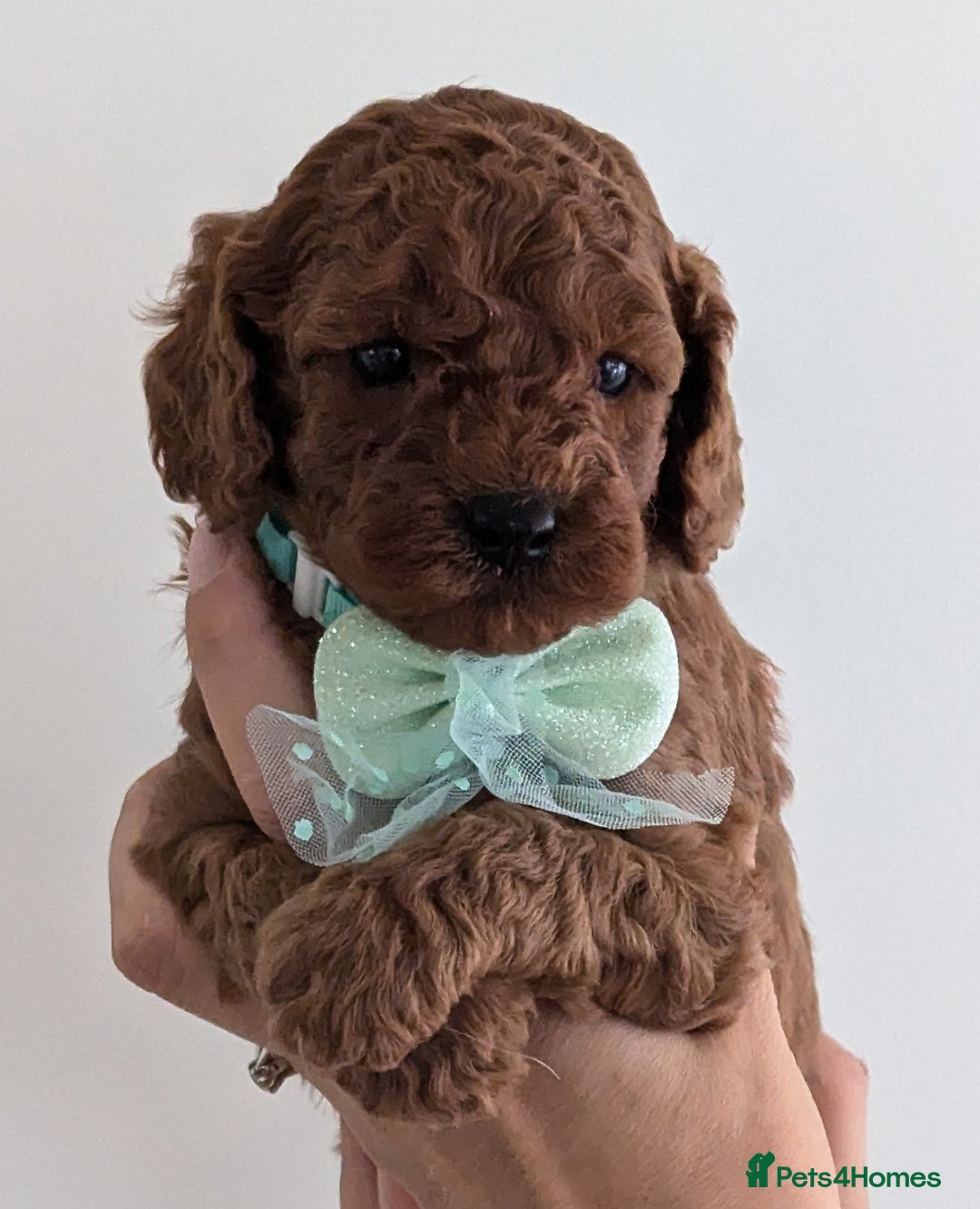 Cavapoo dogs for sale: Beautiful F1b male and female Cavapoo available  - Image 5