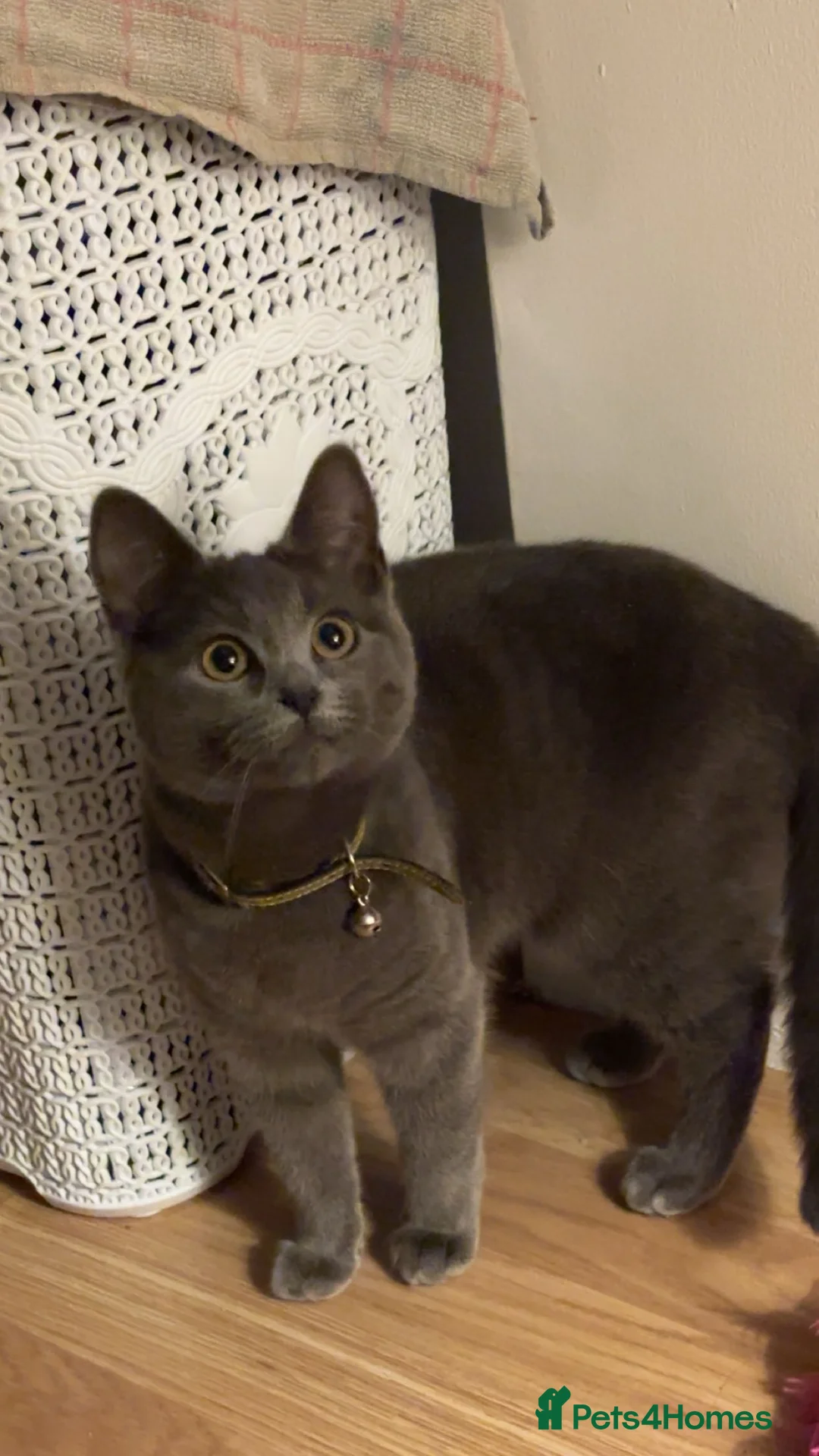 Russian Blue cats for sale: Mother & Daughter russian blues  in Romford - Advert 2