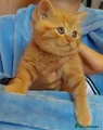 Persian -british shorthair boy