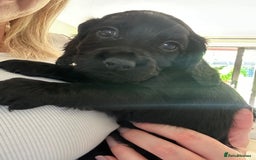 Cocker Spaniel dogs for sale: Beautiful Cocker Spaniel Puppies - Image 31