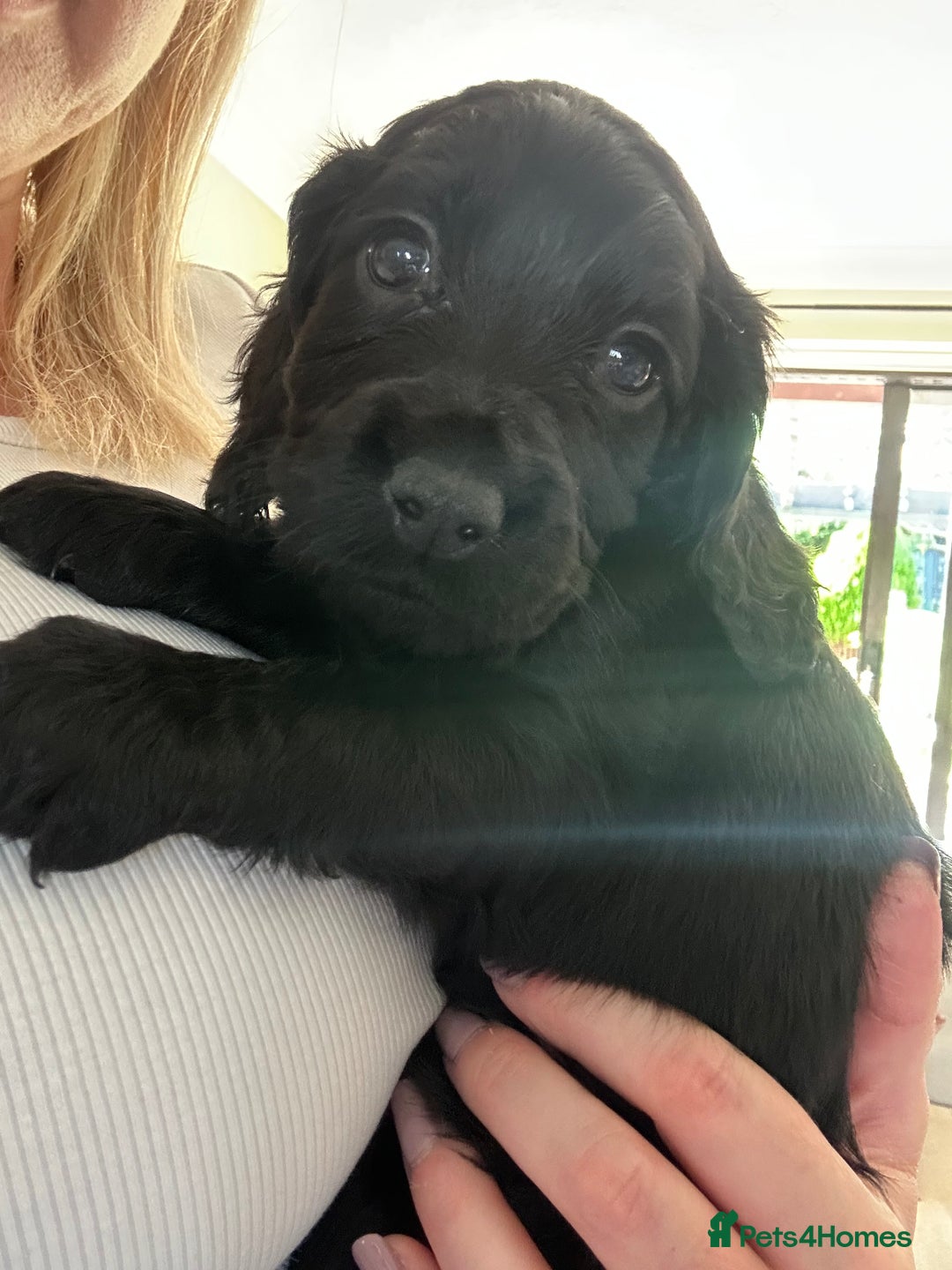 Cocker Spaniel dogs for sale: Beautiful Cocker Spaniel Puppies - Image 31