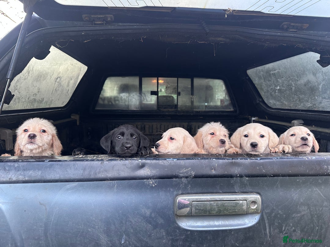 Labrador Retriever dogs for sale: 6 gorgeous Labrador puppies  - Advert 7