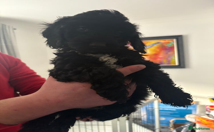 Sproodle dogs F2 Sproodle Puppies - Advert 2