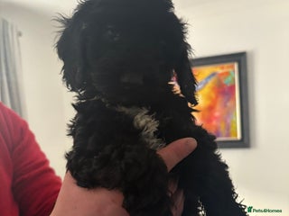 Sproodle dogs F2 Sproodle Puppies - Advert 1