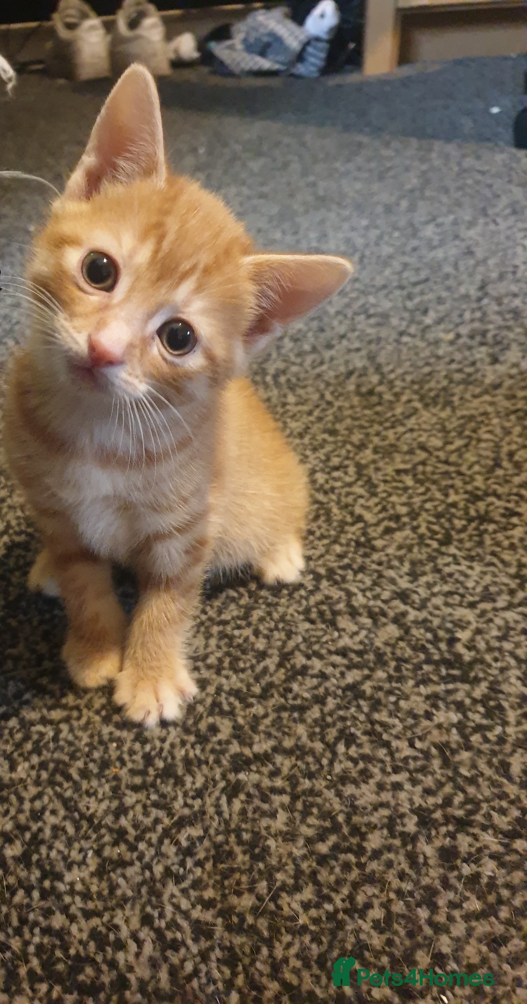 Domestic Shorthair cats for sale: 2 gorgeous ginger boys - Advert 7