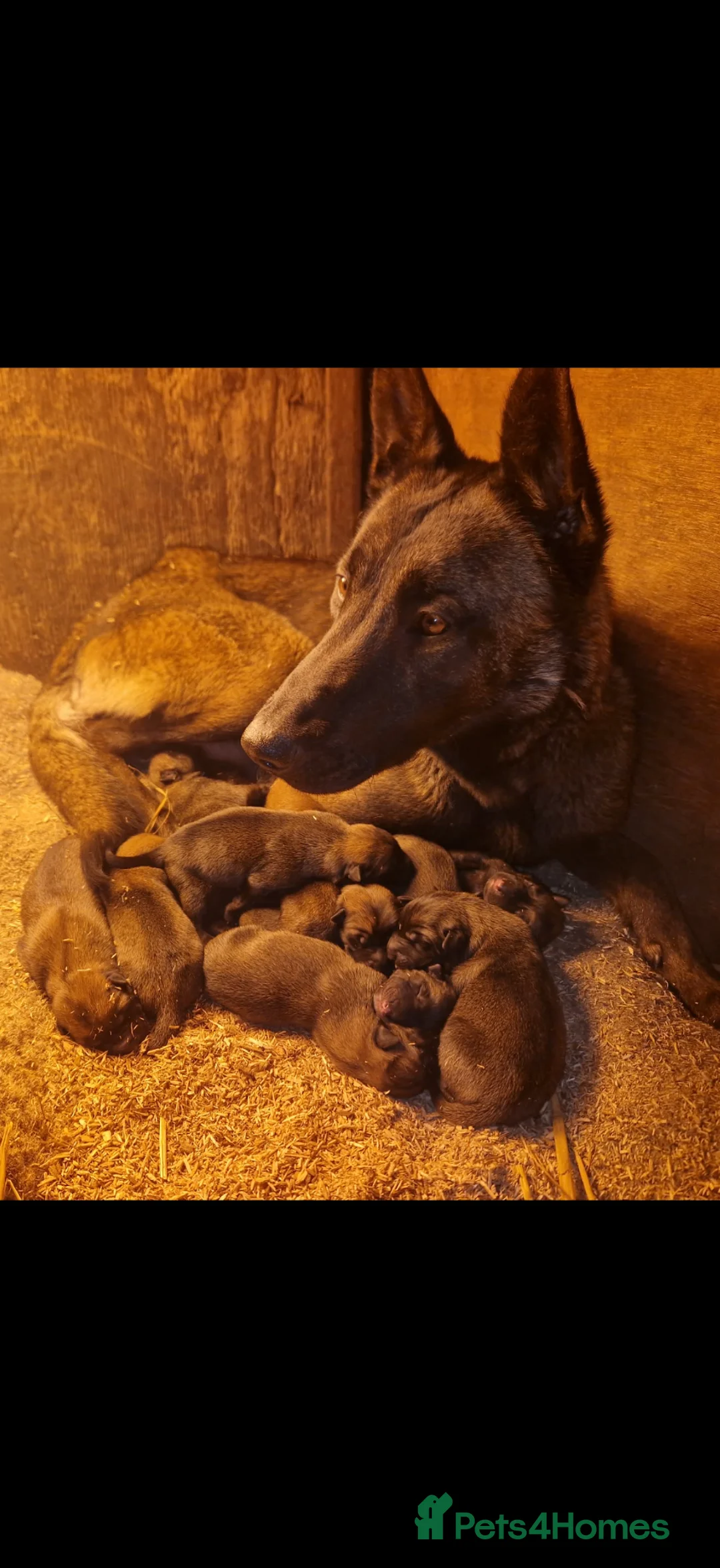 Belgian Shepherd Dog dogs for sale: Belgian malinois puppy’s  in Wrexham - Advert 2