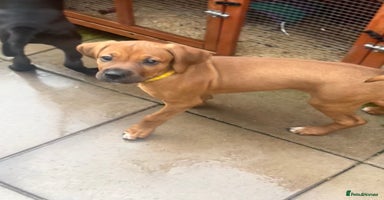 Mixed Breed dogs - Advert 15