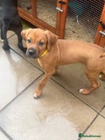 Mixed Breed dogs - Advert 15