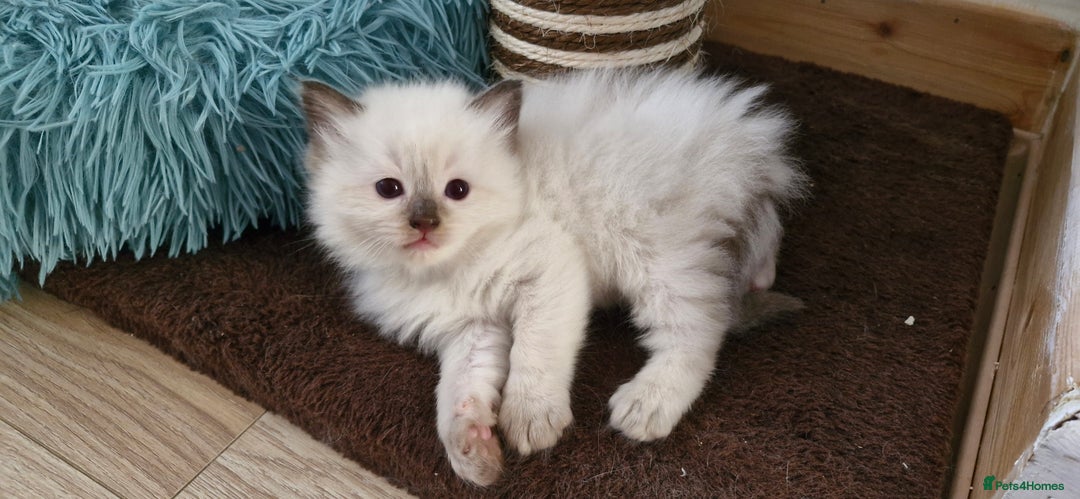 Ragdoll cats for sale: Beautiful Ragdoll Kittens.  - Image 18