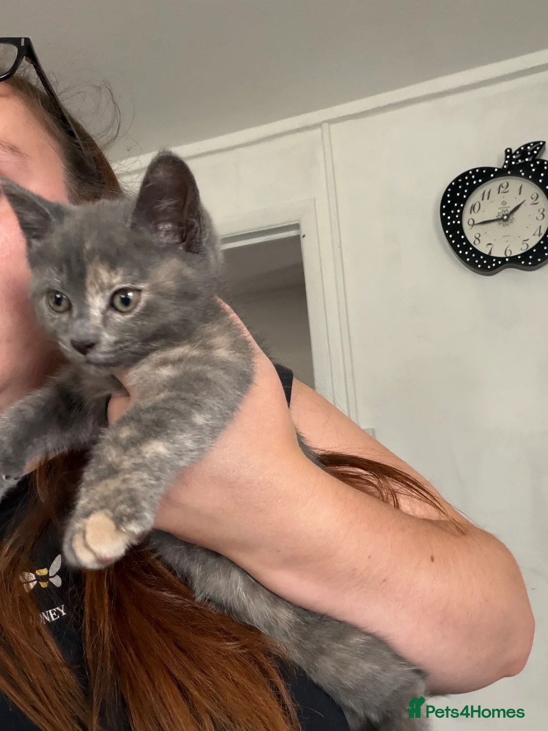Mixed Breed cats for sale: Two beautiful girls  - Advert 2