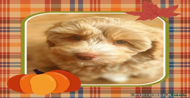 Australian Labradoodle dogs - Advert 16