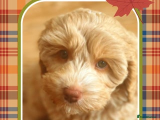 Australian Labradoodle dogs - Advert 3