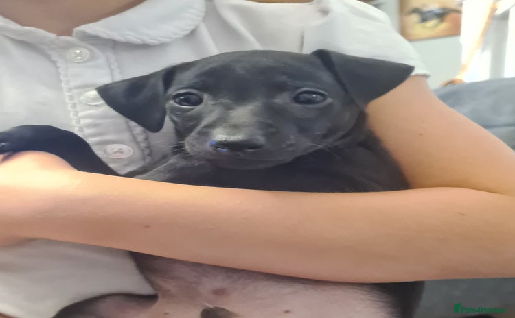 Italian Greyhound dogs - Advert 1