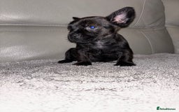 Mixed Breed dogs for sale: Rare Frenchie and Yorkie Mix litter - Image 2