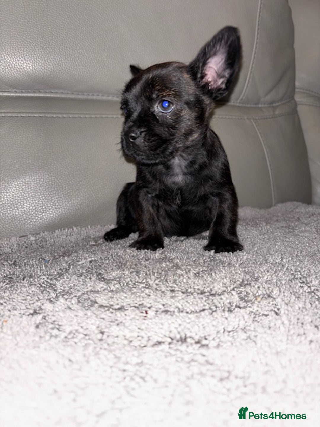 Mixed Breed dogs for sale: Rare Frenchie and Yorkie Mix litter - Image 2