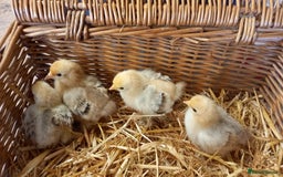 Chickens poultry for sale: Unsexed Mille Fleur Pekin Chicks For Sale  - Image 2
