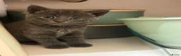 Mixed Breed cats for sale: 4 Blue Russian X kittens available  - Advert 3