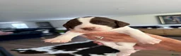 Sprocker dogs for sale: Working sproker spaniel pups  - Advert 8
