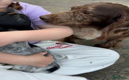 Cocker Spaniel dogs for sale: A beautiful chocolate cocker spaniel girl - Image 8