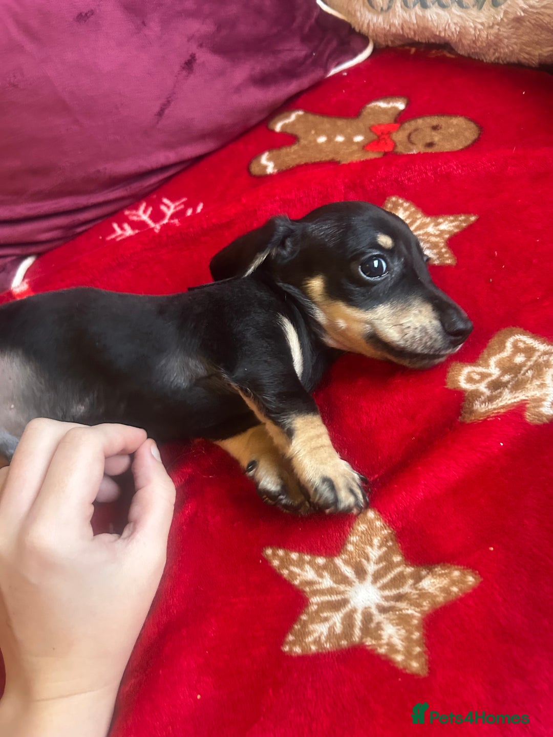 Miniature Dachshund dogs for sale: Miniature dachshund puppy’s  - Advert 10