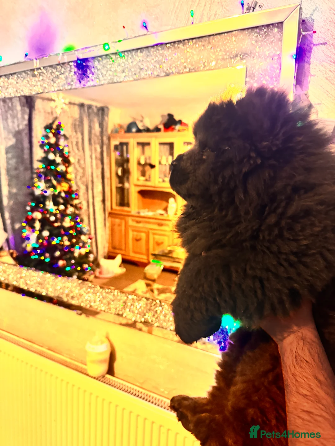 Chow Chow dogs for sale: Chow chow puppies  - Advert 7