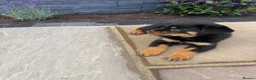 Rottweiler dogs for sale: FULLKC GERMAN LINES🏆💙 2BOYS LICENSED BREEDER 5⭐️ - Advert 9