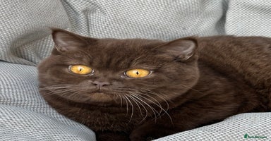 British Shorthair cats Ready British Shorthair Chunky Kittens - Advert 6