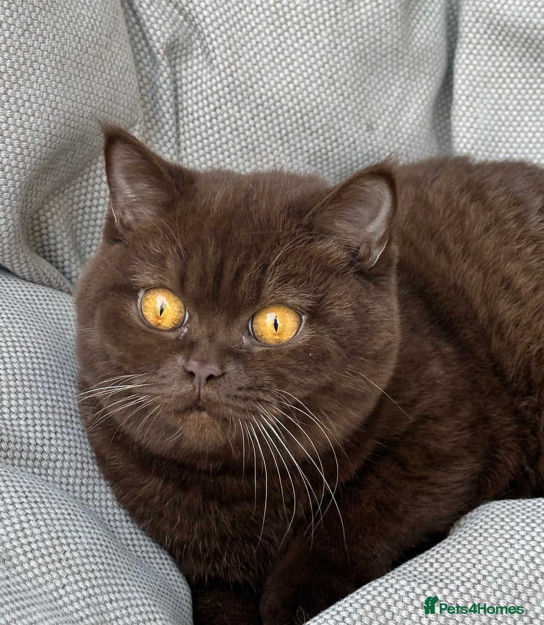 British Shorthair cats for sale: Ready British Shorthair Chunky Kittens - Advert 2
