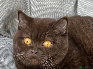 British Shorthair cats Ready British Shorthair Chunky Kittens - Advert 18
