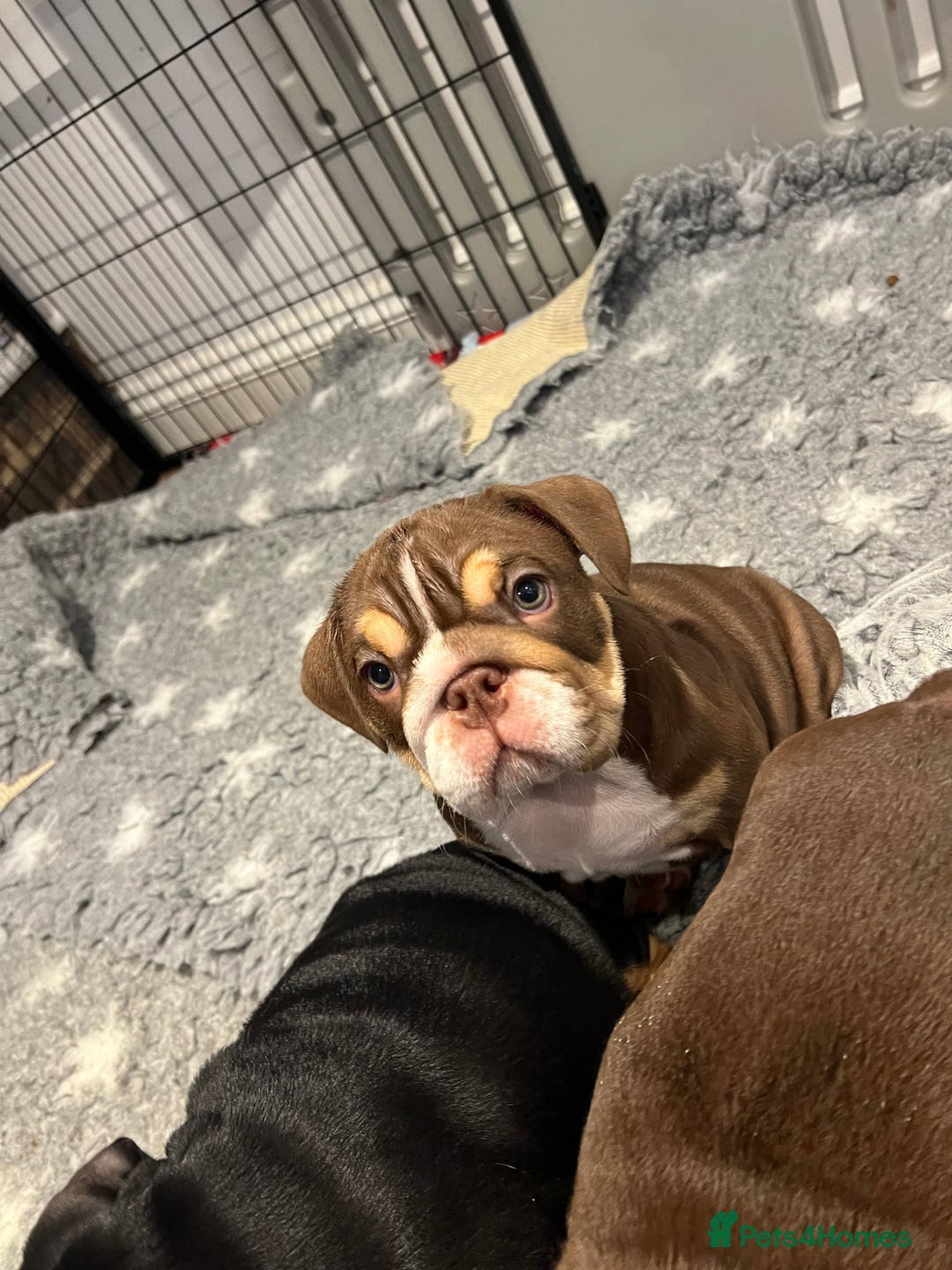 English Bulldog dogs for sale: One Beautiful Cuddly Girl Left 🏠💗 - Image 26