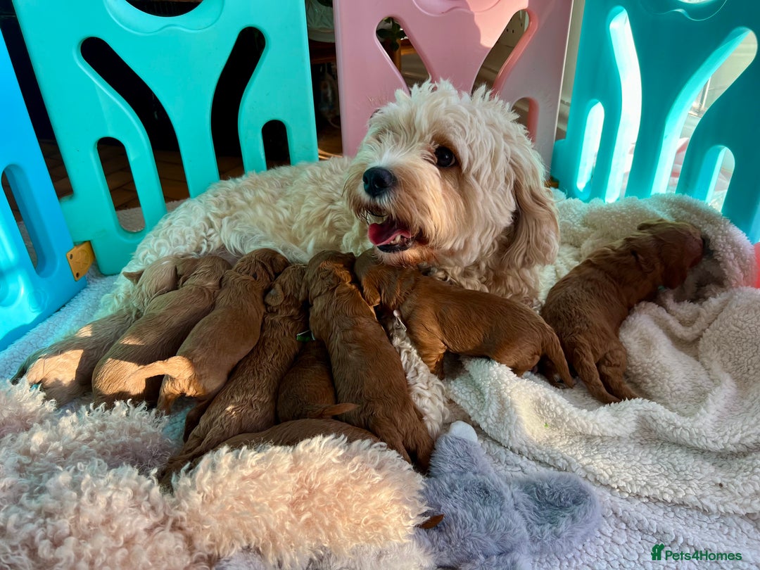 Cavapoochon dogs for sale: 5 ⭐️ LICENSED BREEDER HEALTH TESTED CAVAPOOCHONS - Advert 33