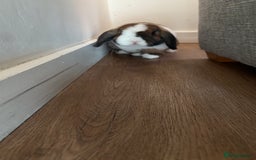 Mini Lop rabbits for sale: Mini lop bunnies  - Image 5