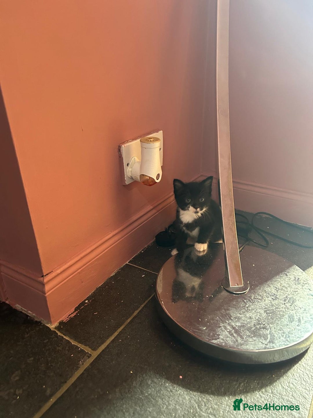 Mixed Breed cats for sale: Kittens for sale - Image 11