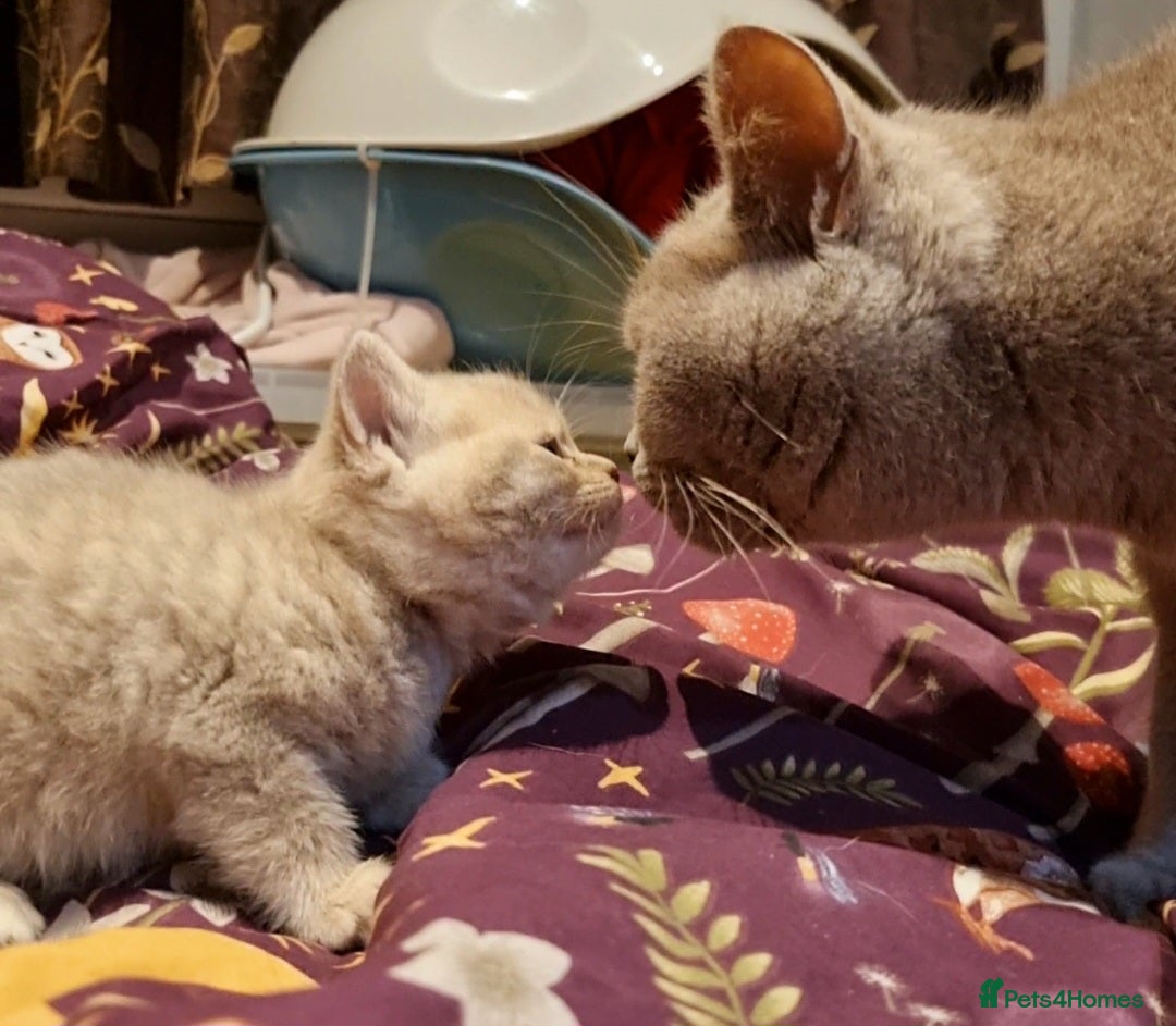British Shorthair cats for sale: Blue & stripy, boys & girls ava British shorthairs in Eastbourne - Image 10