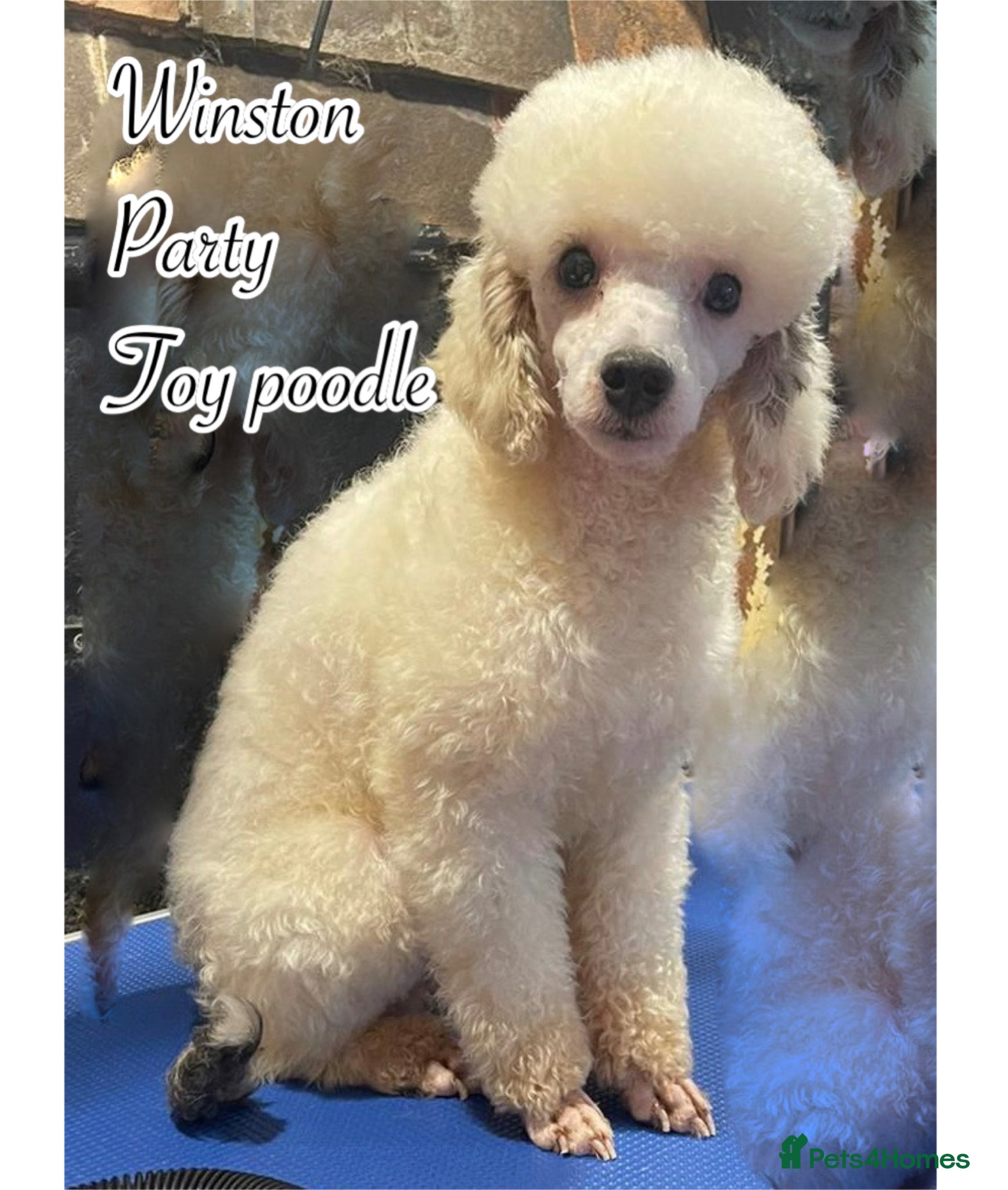 Miniature Poodle dogs Kc reg miniature poodle stud - Advert 6