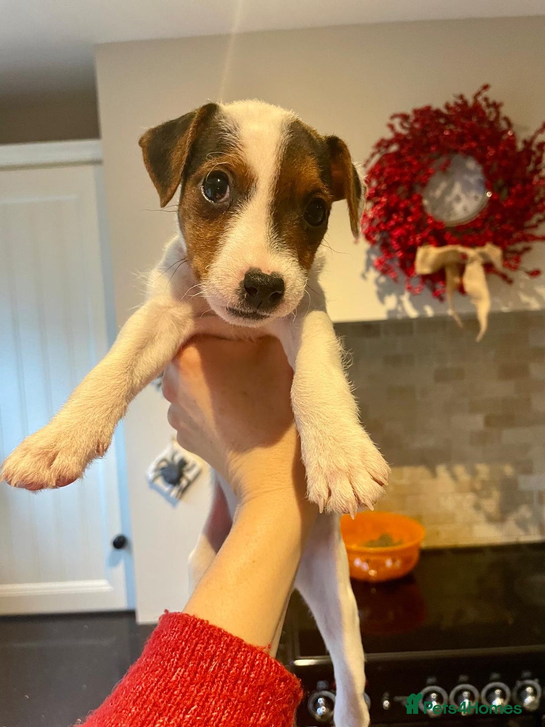 Parson Russell dogs for sale: Parsons Russell Puppies - Advert 14