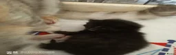 Mixed Breed cats for sale: Kittens and mother  - Advert 3